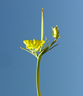 ערבה. צילום: © מורי חן