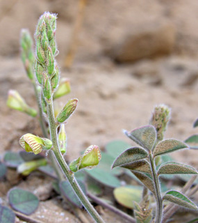 ערבה, צילום: © מורי חן