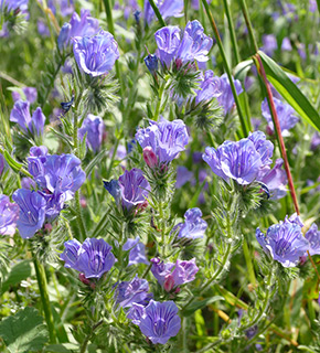 גולן, 4-2019. צילום: © שרה גולד