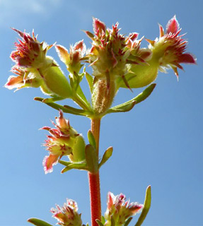 ערבה, צילום: © מורי חן