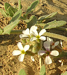  מדרום לאילת. צילום: © מורי חן 