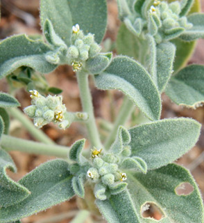 מדרום לאילת. צילום: © ערגה אלוני