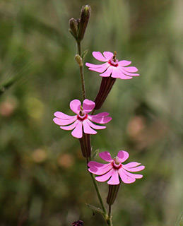 נחל אביב גליל עליון, 4-2015. צילום: © שרה גולד