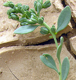 ערבה. צילום: © מורי חן