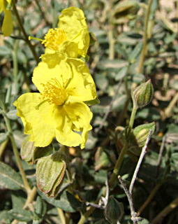 בורות לוץ, אפריל. צילום: © שרה גולד