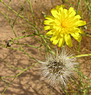 ערבה. צילום: מורי חן