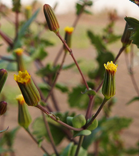 אליפז ערבה, 1-2019. צילום: © מורי חן