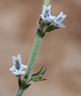 חרבת מד'ין ליד ים המלח. צילום: © דרור מלמד