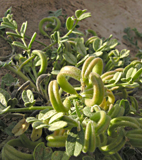 צילום: © מורי חן