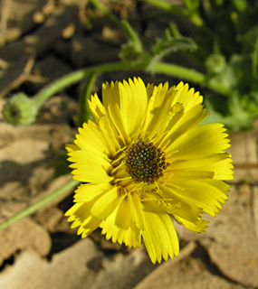 ערבה. צילום: © מורי חן