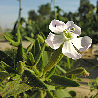 ערבה. צילום: © מורי חן