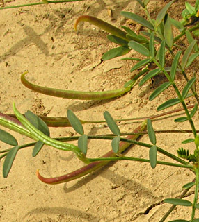 ערבה. צילום: © מורי חן