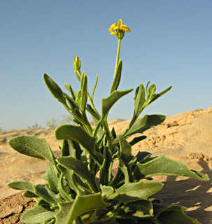 ערבה. צילום: © מורי חן