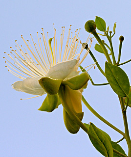 ערבה. צילום: © מורי חן