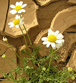 ערבה. צילום: © מורי חן