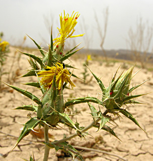 ערבה. צילום: © מורי חן