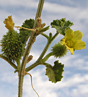 ערבה. צילום: © מורי חן