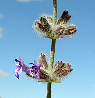 ערבה. צילום: © מורי חן