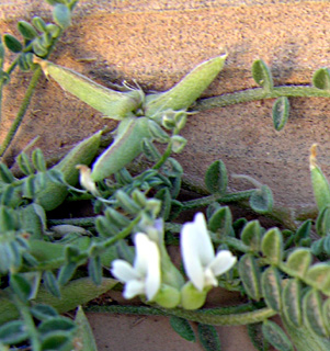 ערבה. צילום: © מורי חן