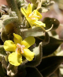 חרמון, 7-2010. צילום: © שרה גולד