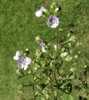 כרכום, 10-2010. צילום: © איתן שפירא