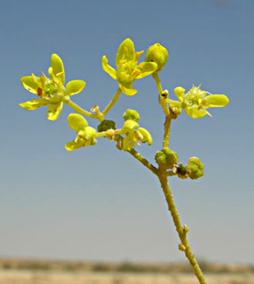 ספטמבר. צילום: © מורי חן