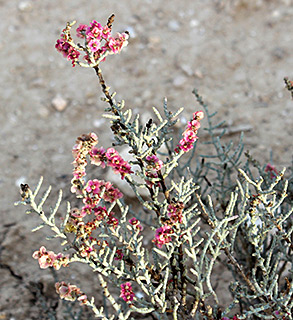 נחל רביבים ירוחם, 11-2016. צילום: © איתן שפירא