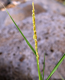 צילום: © דרור מלמד