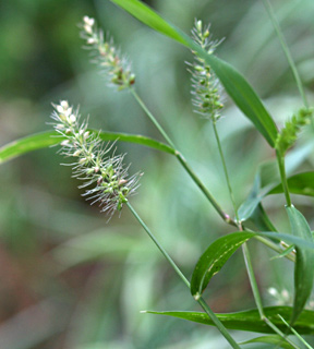צילום: © דרור מלמד