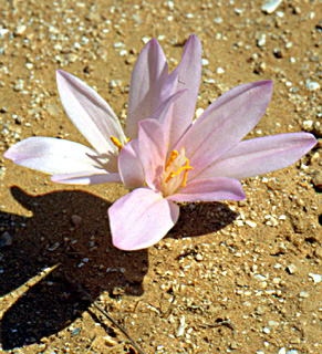 ערבה, ספטמבר. צילום: © יהודה מרטה