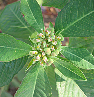 שדות מושב גמזו, ספטמבר. צילום: © שרה גולד