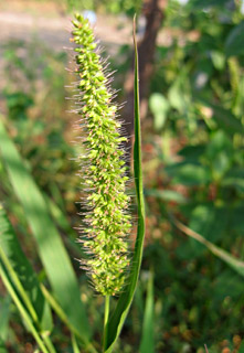 מושב גמזו, ספטמבר. צילום: © שרה גולד