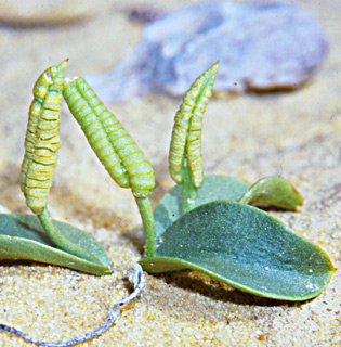 ערבה. צילום: © יהודה מרטה