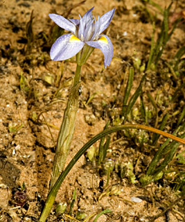 נגב. צילום: © יהודה מרטה