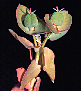 חרמון. צילום: © יהודה מרטה