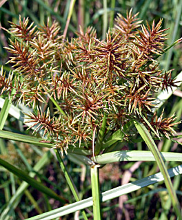 געש. צילום: © דרור מלמד