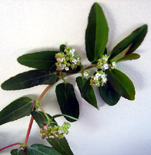 אוקטובר. צילום: © ערגה אלוני