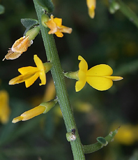 כרמל, מאי. צילום: © אלי ליבנה