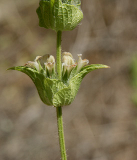 נחל בצת, יוני. צילום: © אלי ליבנה