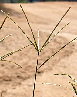 צילום: © דרור מלמד