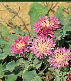 עין נבוריה. צילום: © יהודה מרטה