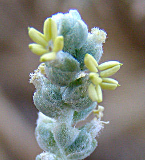 ליד אל חמה. צילום: © דרור מלמד