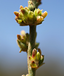 ירושלים, אוקטובר. צילום: © דרור מלמד