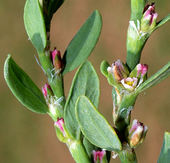 הרצליה, מאי. צילום: © דרור מלמד