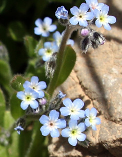 חרמון, 14-5-9. צילום: © ערגה אלוני