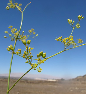 רמת הגולן, 9-2010. צילום: עירית צוק קובצ'י