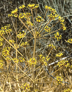 כלך דו-דורי. צילום: © יהודה מרטה