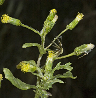 
צילום: © יהודה מרטה