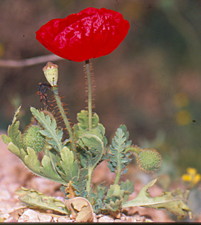 נחל לוץ, אפריל. צילום: © יהודה מרטה