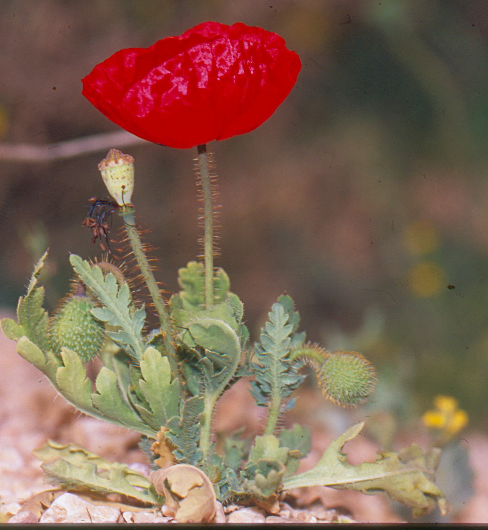 בהגדלה. צילום: יהודה מרטה